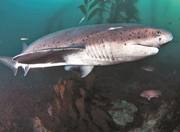 Иллюстрация к книге — Императоры глубин: Акулы. Самые загадочные, недооцененные и незаменимые стражи океана [i_027.jpg]