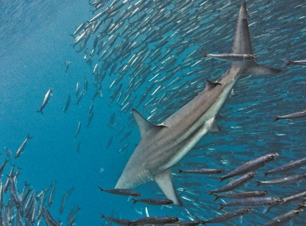 Иллюстрация к книге — Императоры глубин: Акулы. Самые загадочные, недооцененные и незаменимые стражи океана [i_029.jpg]