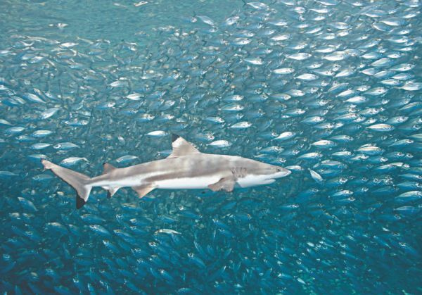 Иллюстрация к книге — Императоры глубин: Акулы. Самые загадочные, недооцененные и незаменимые стражи океана [i_030.jpg]