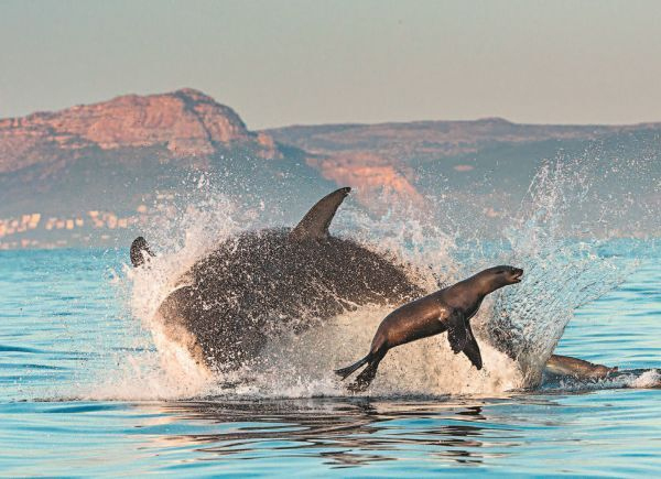 Иллюстрация к книге — Императоры глубин: Акулы. Самые загадочные, недооцененные и незаменимые стражи океана [i_031.jpg]