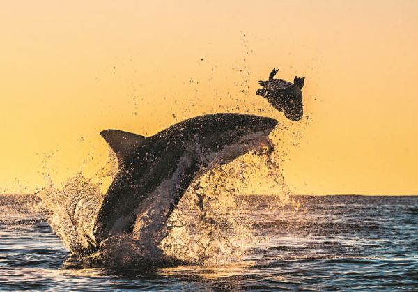 Иллюстрация к книге — Императоры глубин: Акулы. Самые загадочные, недооцененные и незаменимые стражи океана [i_032.jpg]