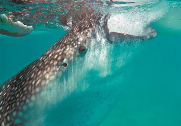 Иллюстрация к книге — Императоры глубин: Акулы. Самые загадочные, недооцененные и незаменимые стражи океана [i_033.jpg]