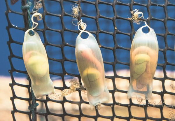 Иллюстрация к книге — Императоры глубин: Акулы. Самые загадочные, недооцененные и незаменимые стражи океана [i_034.jpg]