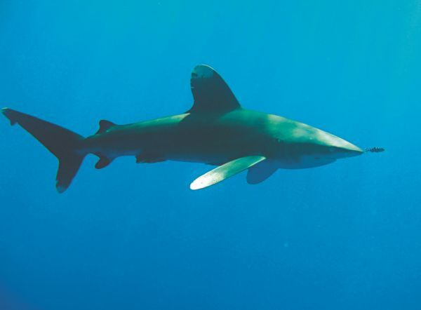 Иллюстрация к книге — Императоры глубин: Акулы. Самые загадочные, недооцененные и незаменимые стражи океана [i_035.jpg]