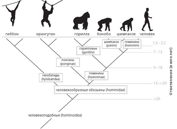 Иллюстрация к книге — Как мы стали людьми. Поиски истоков человечества [i_005.jpg]