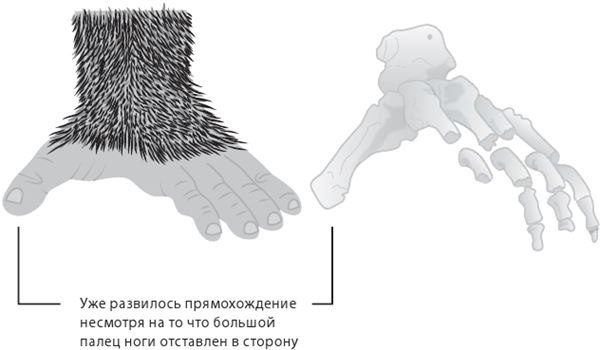 Иллюстрация к книге — Как мы стали людьми. Поиски истоков человечества [i_016.jpg]