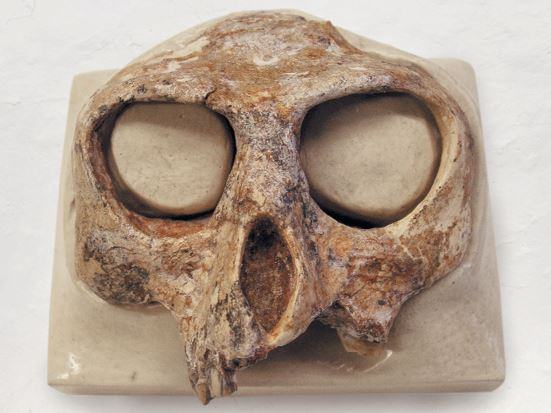 Иллюстрация к книге — Как мы стали людьми. Поиски истоков человечества [i_027.jpg]