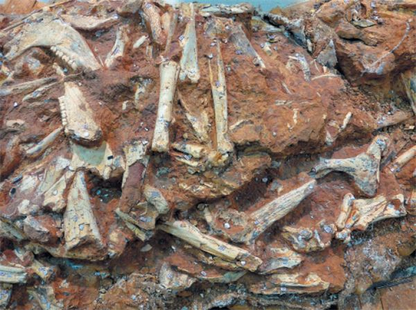 Иллюстрация к книге — Как мы стали людьми. Поиски истоков человечества [i_028.jpg]