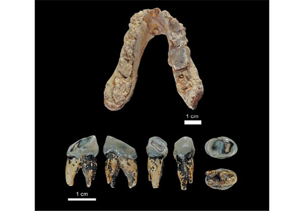 Иллюстрация к книге — Как мы стали людьми. Поиски истоков человечества [i_031.jpg]