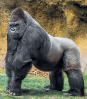 Иллюстрация к книге — Как мы стали людьми. Поиски истоков человечества [i_033.jpg]