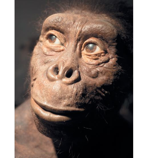 Иллюстрация к книге — Как мы стали людьми. Поиски истоков человечества [i_036.jpg]