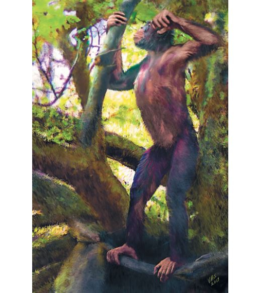 Иллюстрация к книге — Как мы стали людьми. Поиски истоков человечества [i_041.jpg]