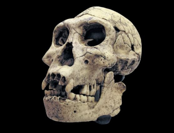 Иллюстрация к книге — Как мы стали людьми. Поиски истоков человечества [i_046.jpg]