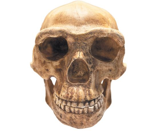 Иллюстрация к книге — Как мы стали людьми. Поиски истоков человечества [i_047.jpg]