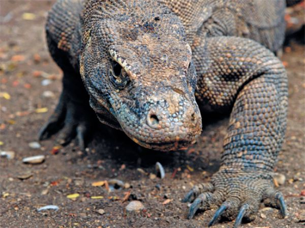 Иллюстрация к книге — Как мы стали людьми. Поиски истоков человечества [i_054.jpg]