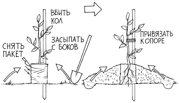 Иллюстрация к книге — Золотые правила садовода и огородника. 7 секретов большого урожая [i_002.jpg]
