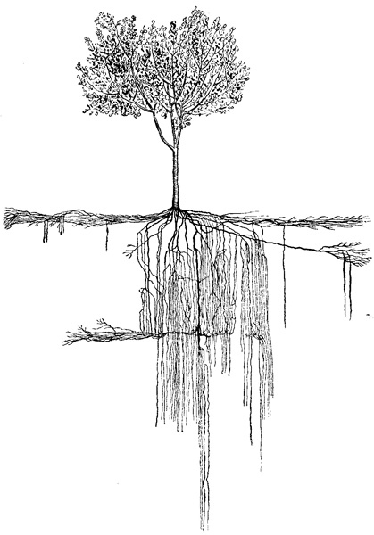Иллюстрация к книге — Золотые правила садовода и огородника. 7 секретов большого урожая [i_003.jpg]