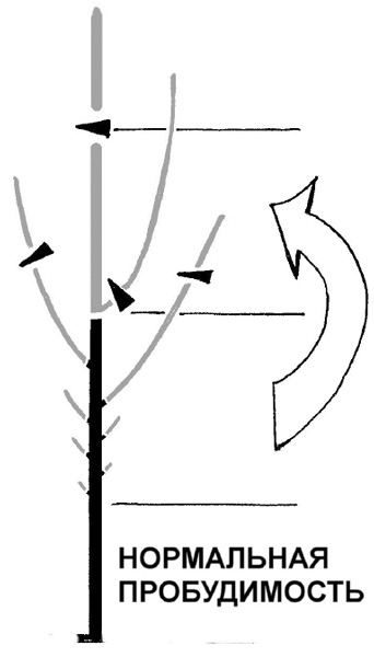 Иллюстрация к книге — Золотые правила садовода и огородника. 7 секретов большого урожая [i_007.jpg]