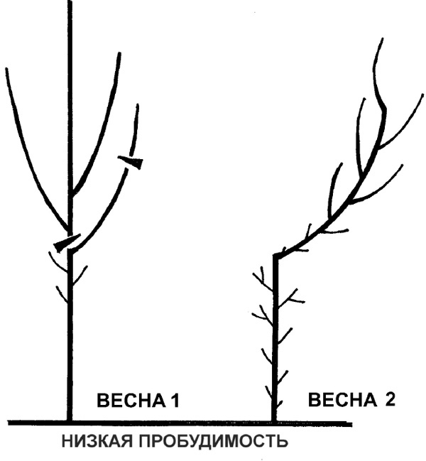 Иллюстрация к книге — Золотые правила садовода и огородника. 7 секретов большого урожая [i_008.jpg]