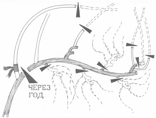 Иллюстрация к книге — Золотые правила садовода и огородника. 7 секретов большого урожая [i_010.jpg]