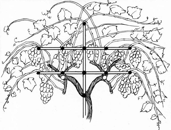 Иллюстрация к книге — Золотые правила садовода и огородника. 7 секретов большого урожая [i_012.jpg]