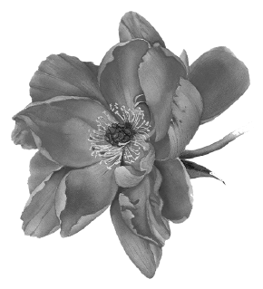 Иллюстрация к книге — Все твои совершенства [i_001.jpg]