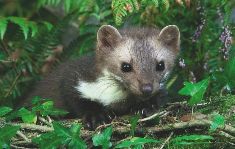 Иллюстрация к книге — Коллекционирование монет для начинающих. Пошаговый гид по нумизматике: от понимания исторической ценности до создания уникальной коллекции [img_26.jpg]