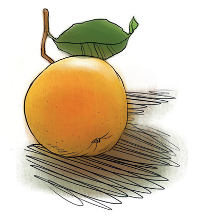 Иллюстрация к книге — Женщины, которые меня… научили готовить [i_026.jpg]