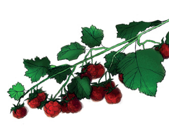 Иллюстрация к книге — Женщины, которые меня… научили готовить [i_051.jpg]