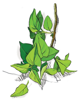 Иллюстрация к книге — Женщины, которые меня… научили готовить [i_055.jpg]