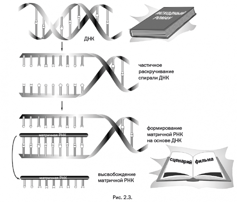 Иллюстрация к книге — Лаборатория химических историй. От электрона до молекулярных машин [i_066.jpg]
