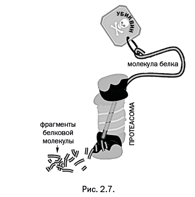 Иллюстрация к книге — Лаборатория химических историй. От электрона до молекулярных машин [i_070.jpg]