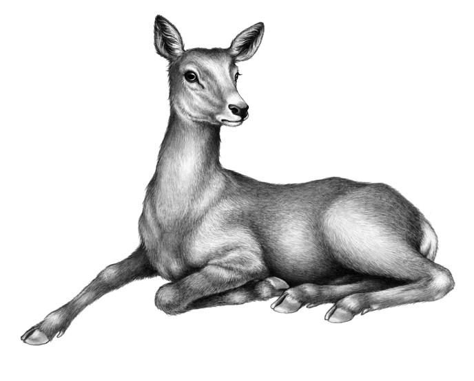 Иллюстрация к книге — Караг и волчье испытание [i_002.jpg]