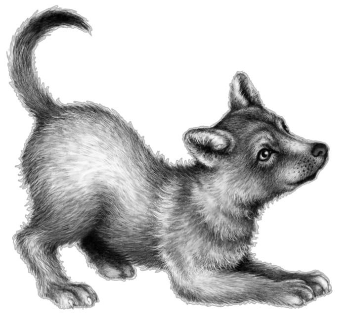 Иллюстрация к книге — Караг и волчье испытание [i_010.jpg]