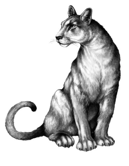 Иллюстрация к книге — Караг и волчье испытание [i_012.jpg]