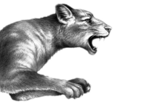 Иллюстрация к книге — Караг и волчье испытание [i_014.jpg]