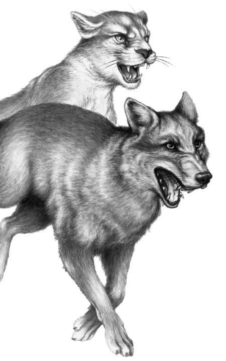 Иллюстрация к книге — Караг и волчье испытание [i_015.jpg]