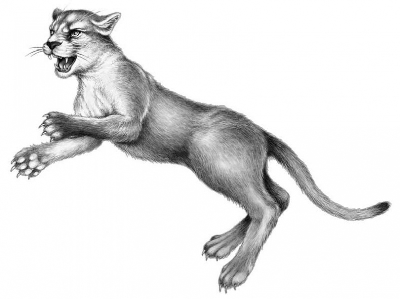 Иллюстрация к книге — Караг и волчье испытание [i_020.jpg]