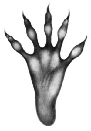 Иллюстрация к книге — Караг и волчье испытание [i_022.jpg]