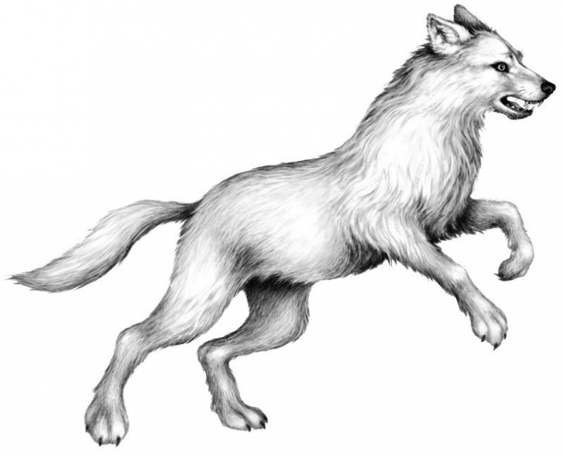 Иллюстрация к книге — Караг и волчье испытание [i_028.jpg]