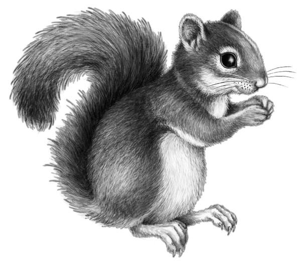 Иллюстрация к книге — Караг и волчье испытание [i_029.jpg]