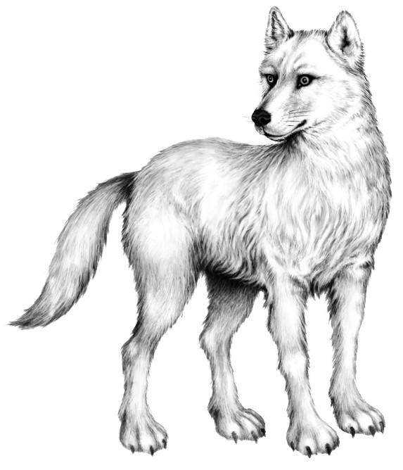 Иллюстрация к книге — Караг и волчье испытание [i_037.jpg]