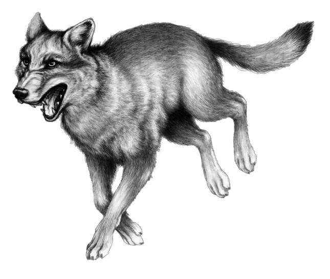 Иллюстрация к книге — Караг и волчье испытание [i_038.jpg]