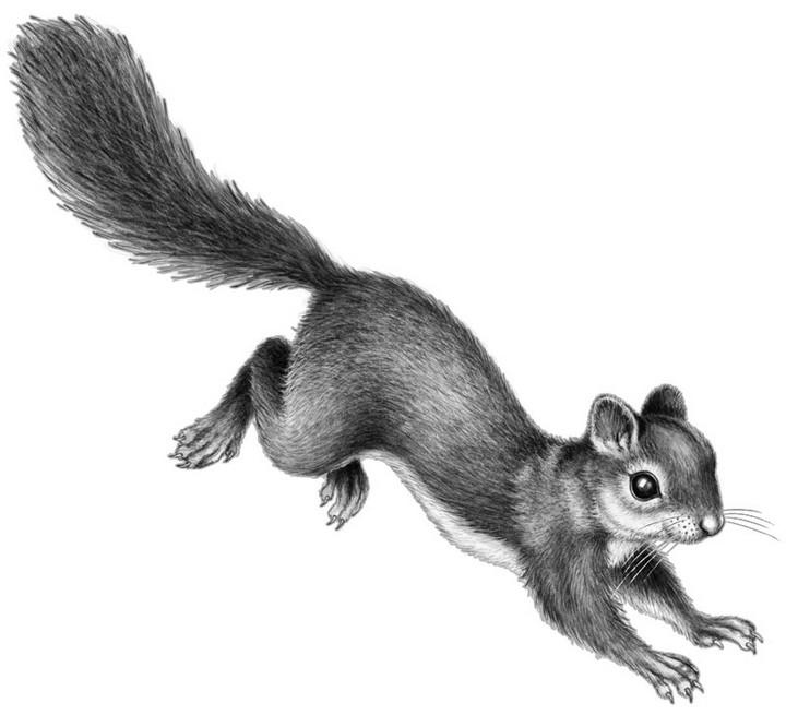 Иллюстрация к книге — Караг и волчье испытание [i_041.jpg]