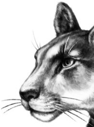 Иллюстрация к книге — Секрет сфинкса [i_006.jpg]