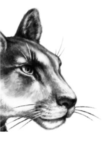 Иллюстрация к книге — Секрет сфинкса [i_017.jpg]