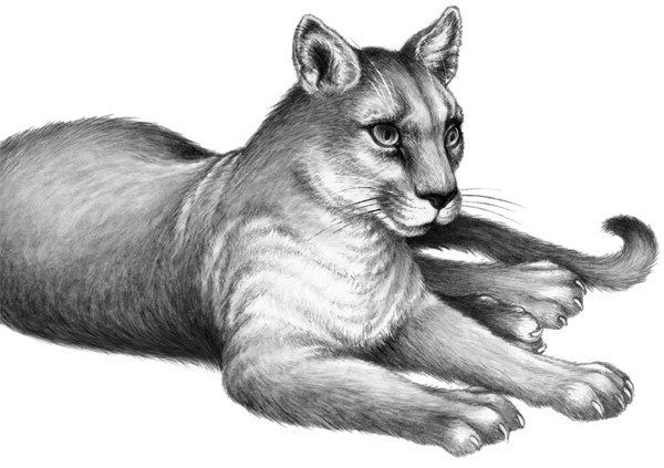 Иллюстрация к книге — Секрет сфинкса [i_019.jpg]