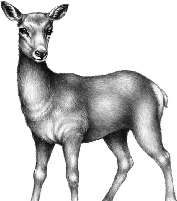 Иллюстрация к книге — Секрет сфинкса [i_029.jpg]