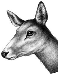 Иллюстрация к книге — Секрет сфинкса [i_036.jpg]