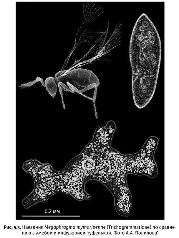 Иллюстрация к книге — Краткая история насекомых. Шестиногие хозяева планеты [i_025.jpg]